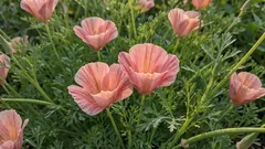 Náročné na údržbu záhon: květiny, které můžete vysévat přímo do země